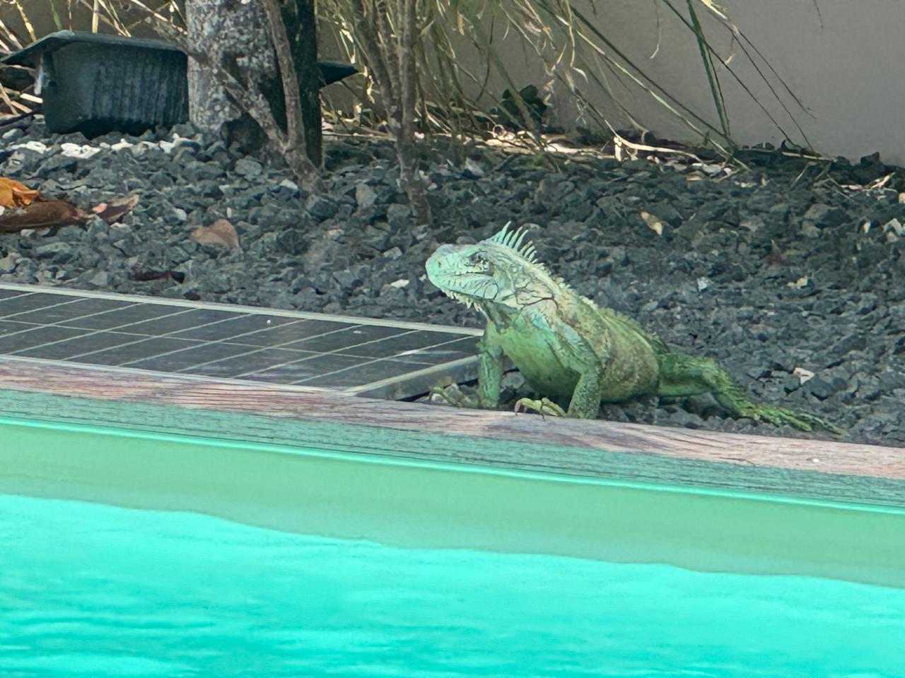 Villa Caravelle | Extérieurs Villa Caravelle | Extérieurs